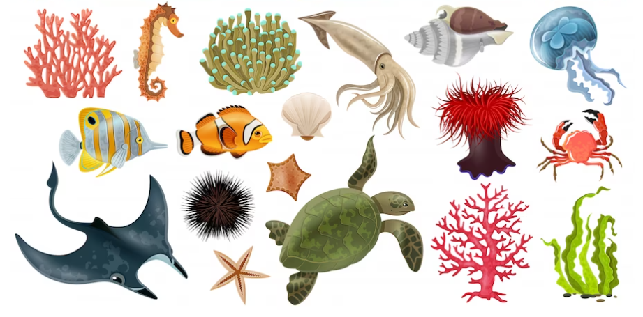 30 Marine Organism Quiz Questions and Answers