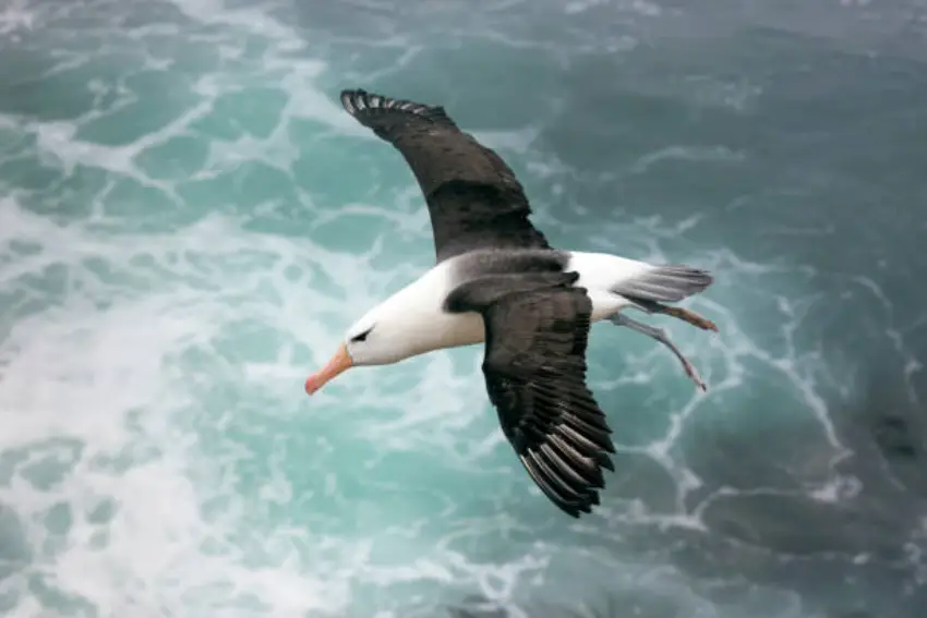 30 Albatross Trivia Quiz Questions & Answers