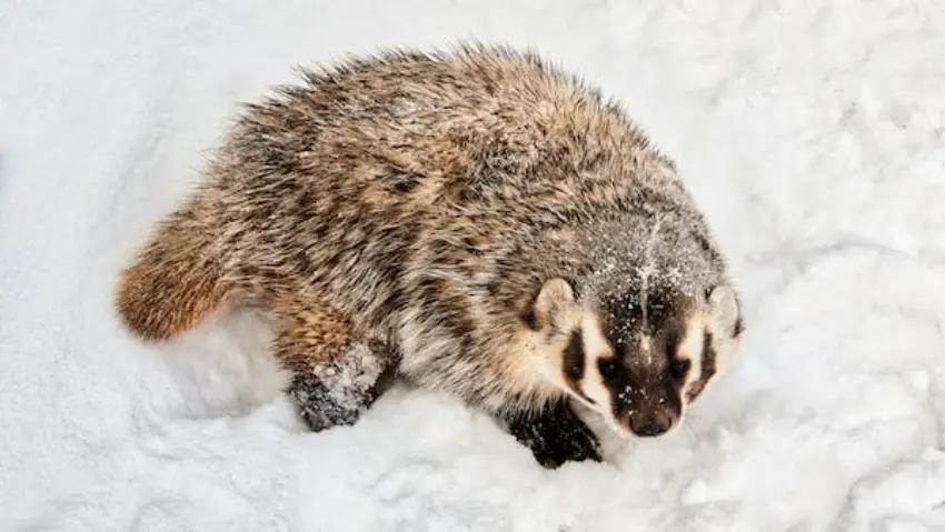 30 Badger Trivia Quiz Questions & Answers
