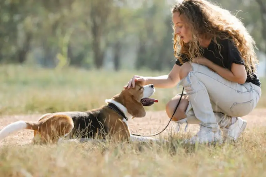 30 Beagle Trivia Quiz Questions & Answers