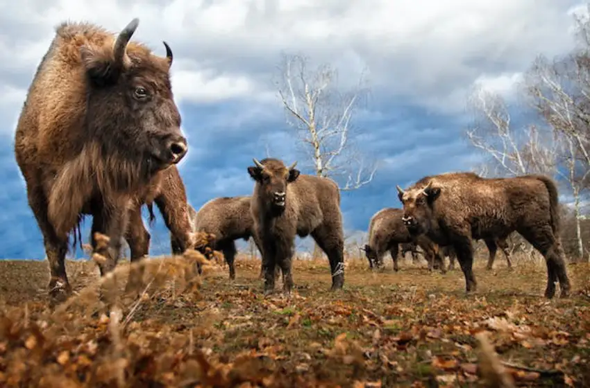 30 Bison Trivia Quiz Questions & Answers