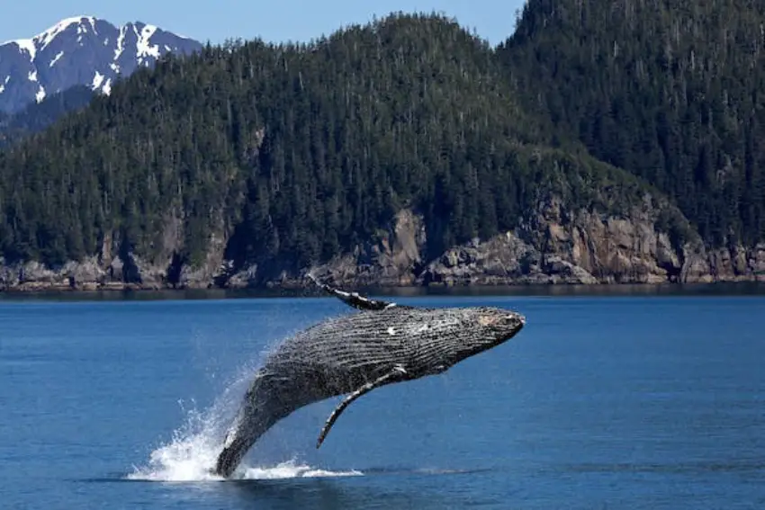 30 Blue Whale Trivia Quiz Questions & Answers