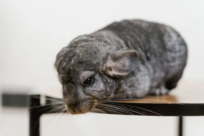 30 Chinchillas Trivia Quiz Questions & Answers
