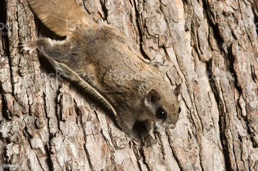 30 Flying Squirrel Trivia Quiz Questions & Answers OnlineExamMaker Blog