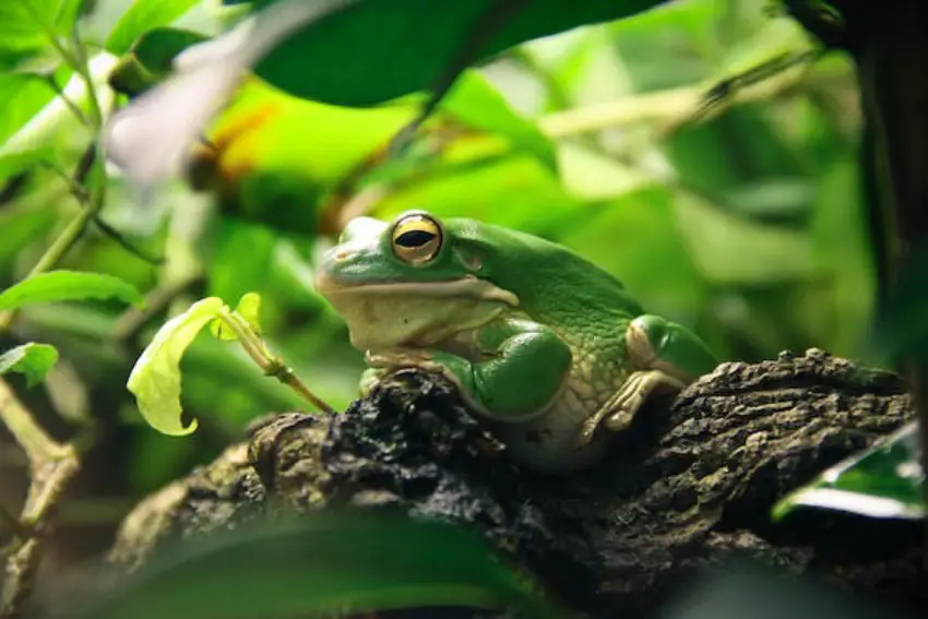 30 frog Trivia Quiz Questions & Answers