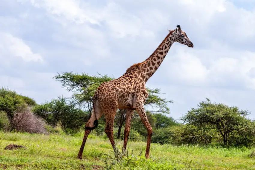 30 Giraffe Trivia Quiz Questions & Answers