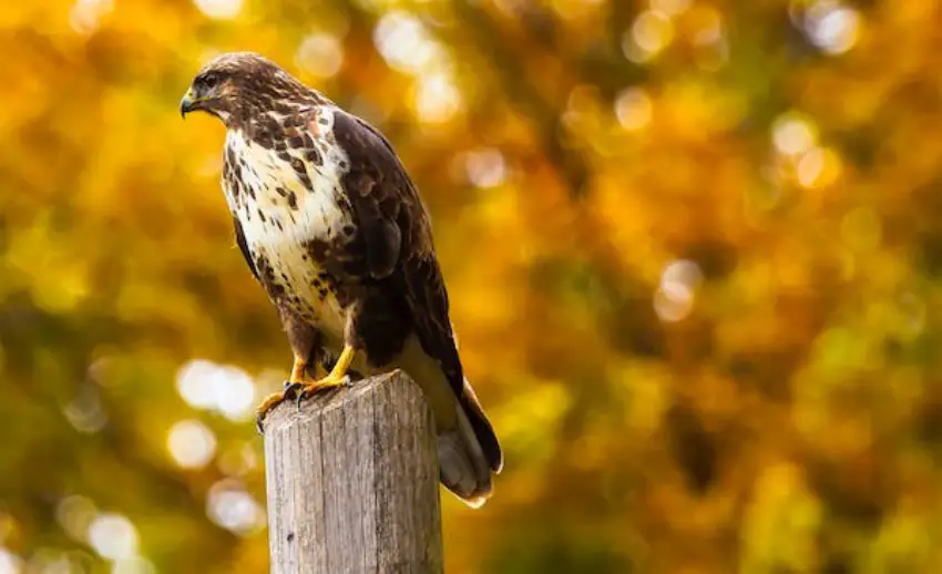 30 Hawk Trivia Quiz Questions & Answers