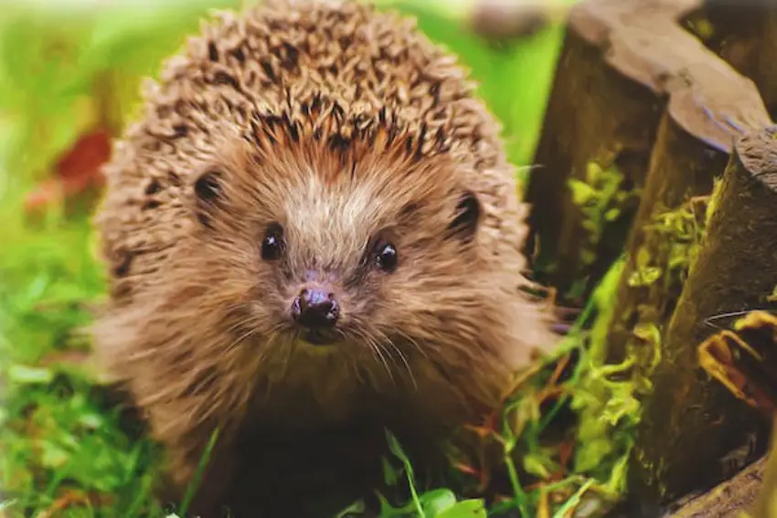 30 Hedgehog Trivia Quiz Questions & Answers