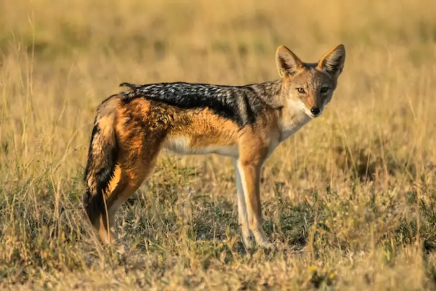 30 Jackal Trivia Quiz Questions & Answers