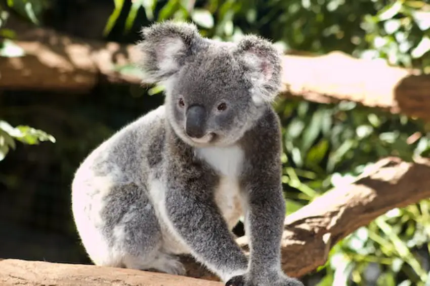 30 Koala Trivia Quiz Questions & Answers