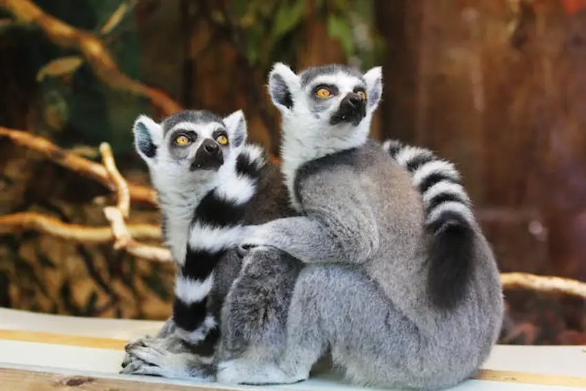 30 Lemur Trivia Quiz Questions & Answers
