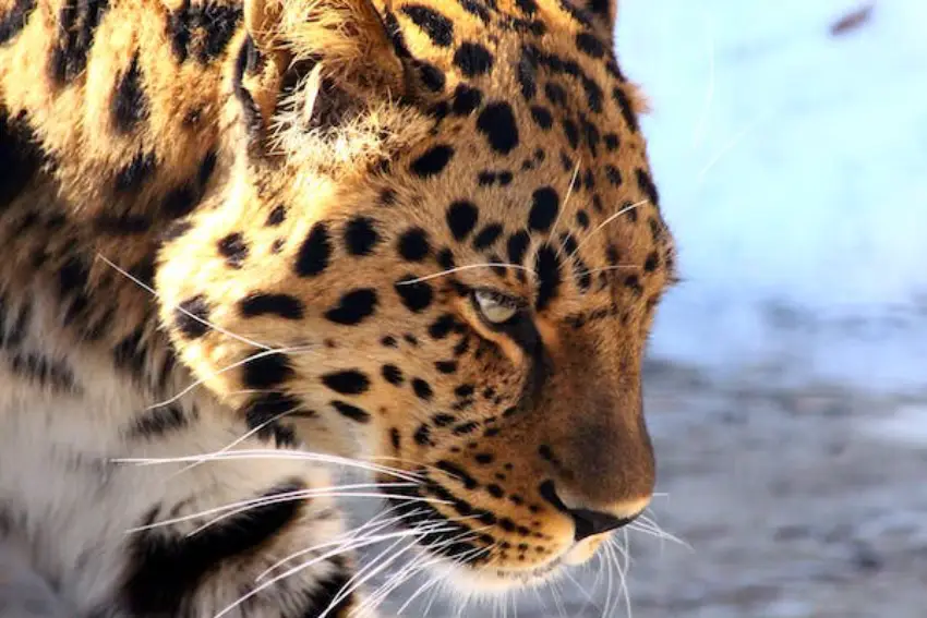 30 Leopard Trivia Quiz Questions & Answers