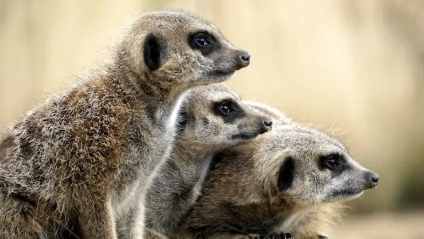 30 Meerkat Trivia Quiz Questions & Answers