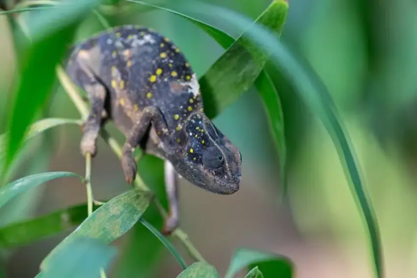 30 Monitor Lizard Trivia Quiz Questions & Answers