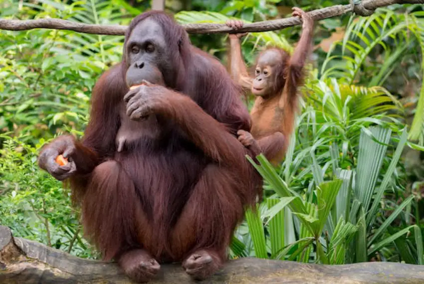 30 Orangutan Trivia Quiz Questions & Answers