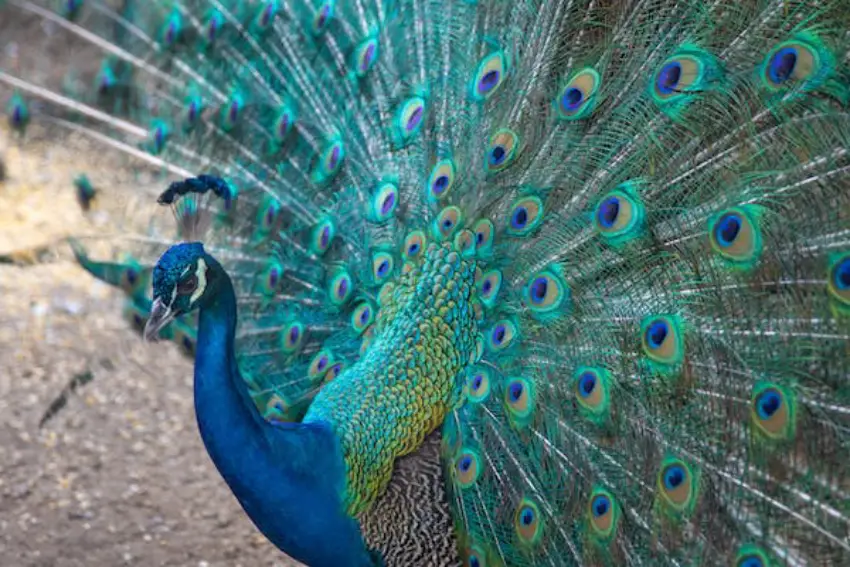 30 Peacock Trivia Quiz Questions & Answers