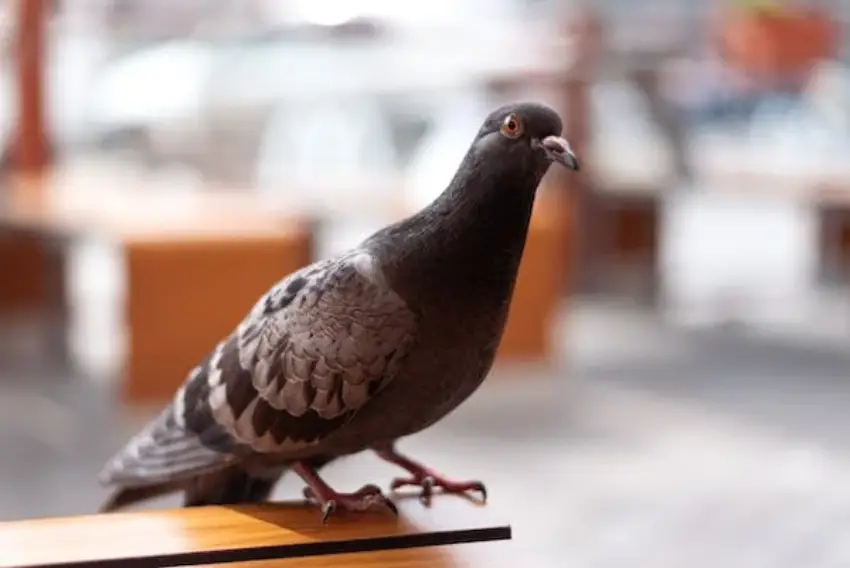 30 Pigeon Trivia Quiz Questions & Answers