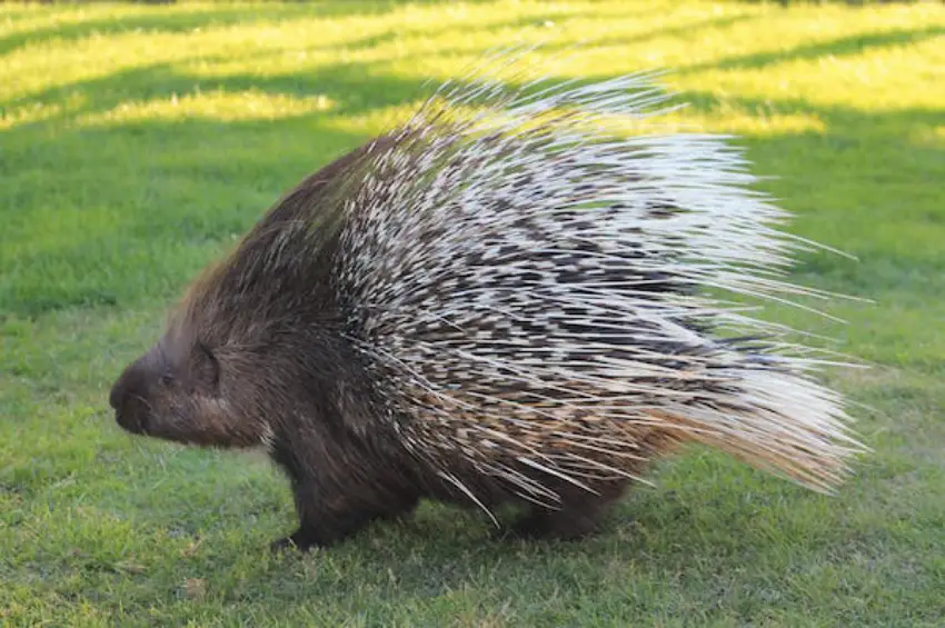 30 Porcupine Trivia Quiz Questions & Answers - OnlineExamMaker Blog