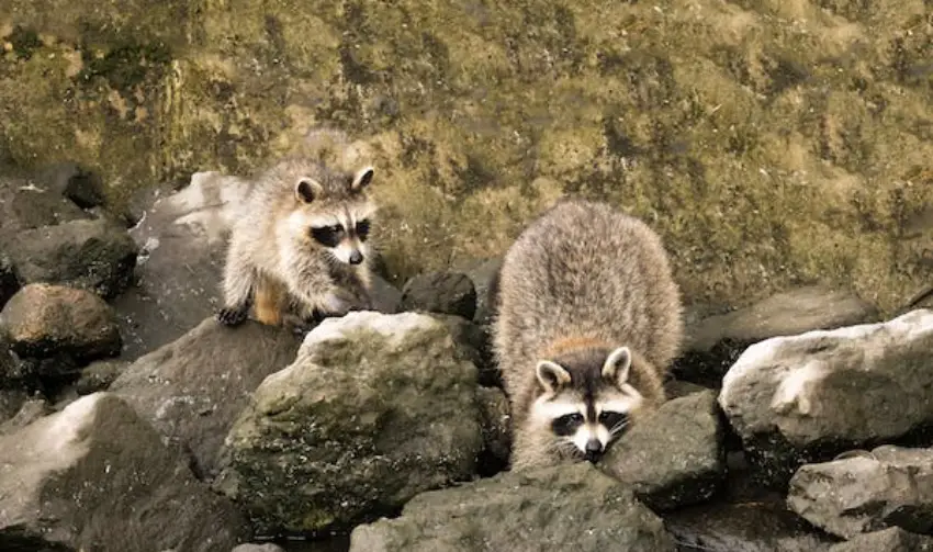 30 Racoon Trivia Quiz Questions & Answers