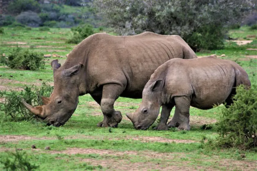 30 Rhinoceros Trivia Quiz Questions & Answers - OnlineExamMaker Blog