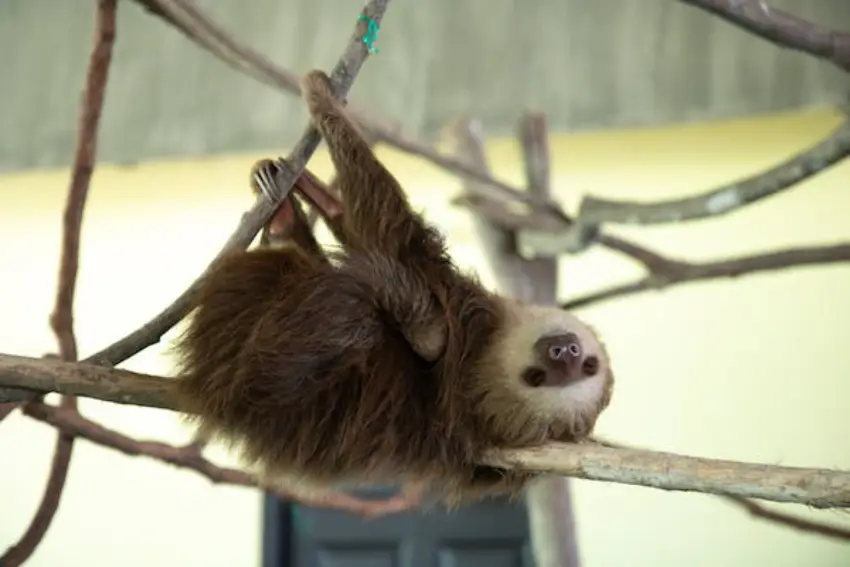 30 Sloth Trivia Quiz Questions & Answers