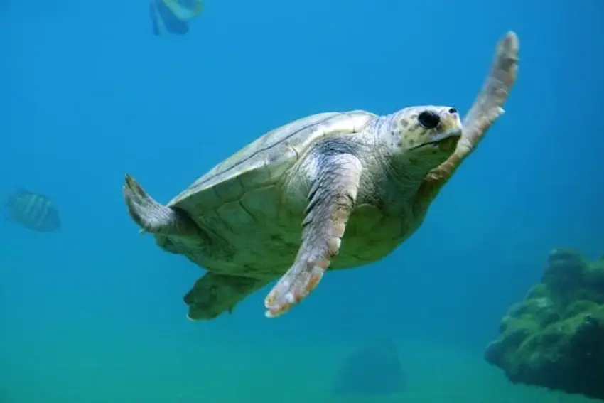 30 Turtle Trivia Quiz Questions & Answers