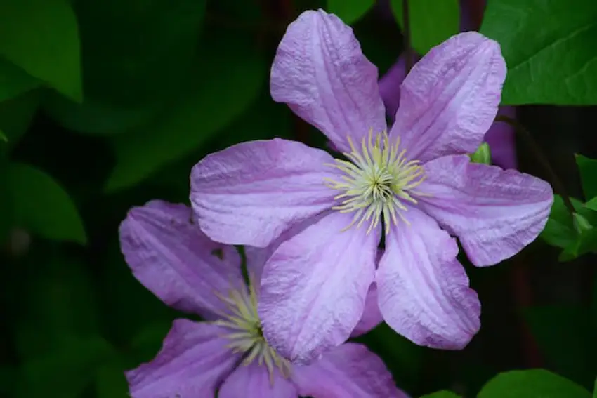 30 Clematis Trivia Quiz Questions & Answers