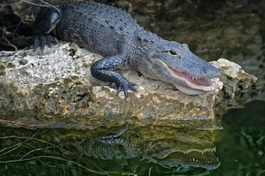 30 Alligator Trivia Quiz Questions & Answers