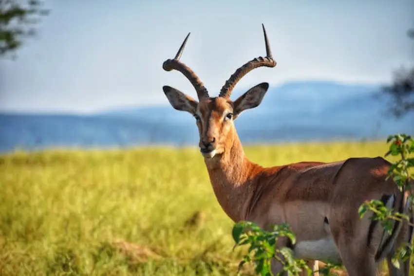 30 Antelope Trivia Quiz Questions & Answers