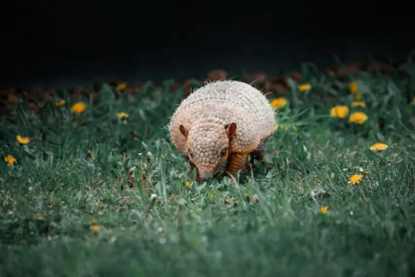 30 Armadillo Trivia Quiz Questions & Answers