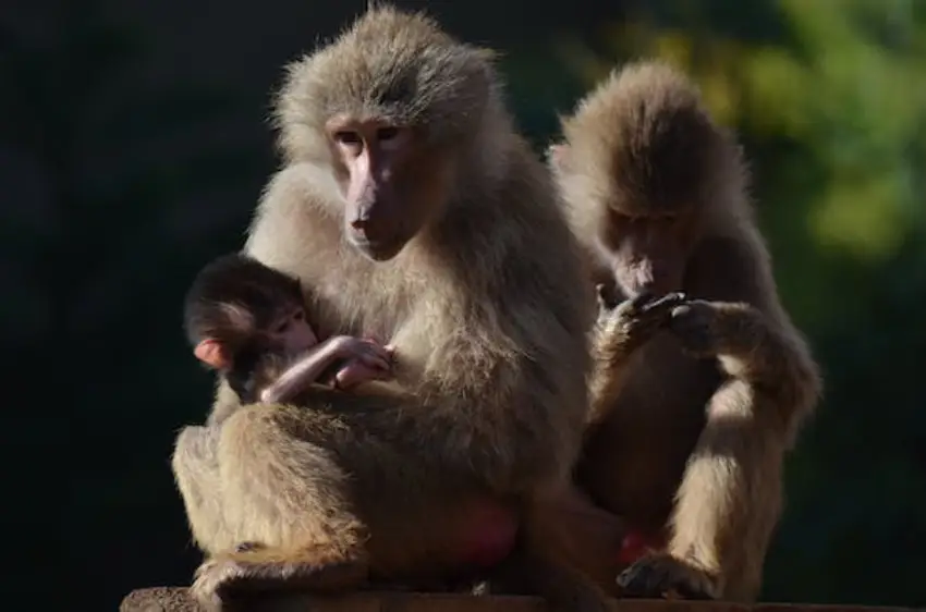 30 Baboon Trivia Quiz Questions & Answers