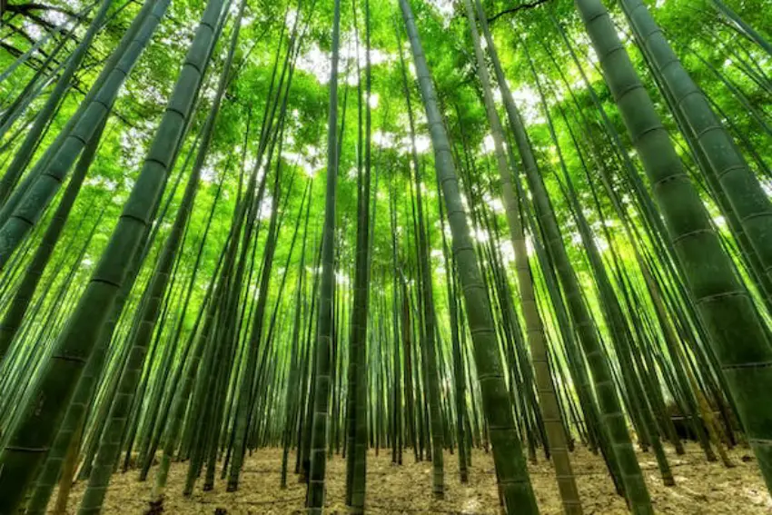 30 Bamboo Trivia Quiz Questions & Answers