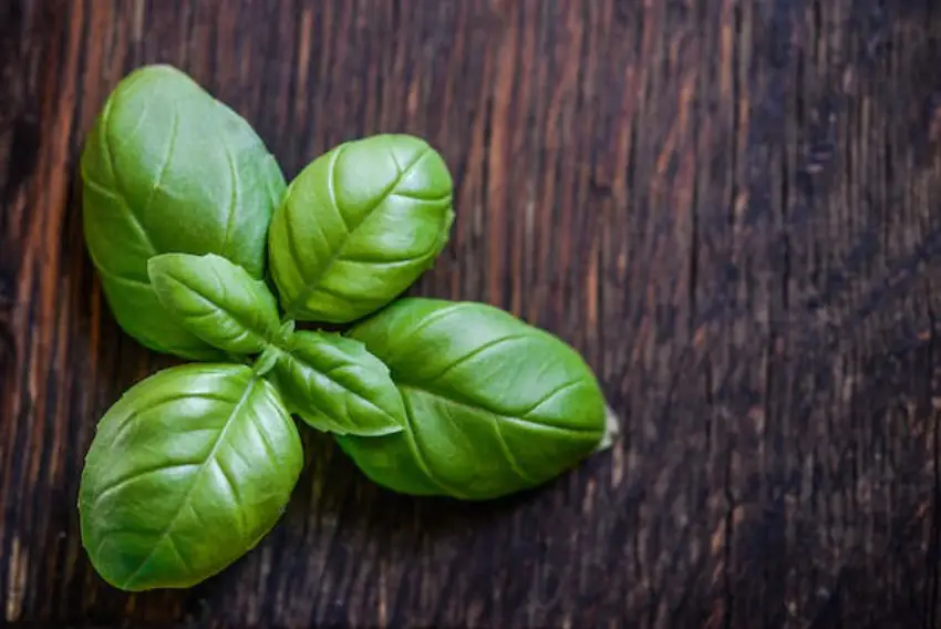 30 Basil Trivia Quiz Questions & Answers