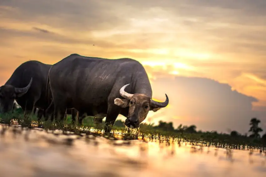 30 Buffalo Trivia Quiz Questions & Answers