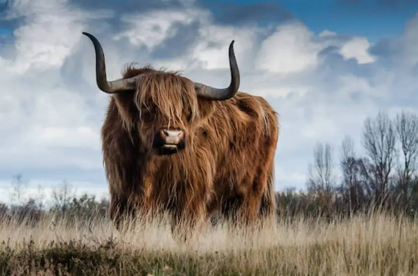 30 Bull Trivia Quiz Questions & Answers