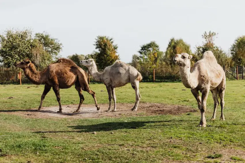 30 Camel Trivia Quiz Questions & Answers