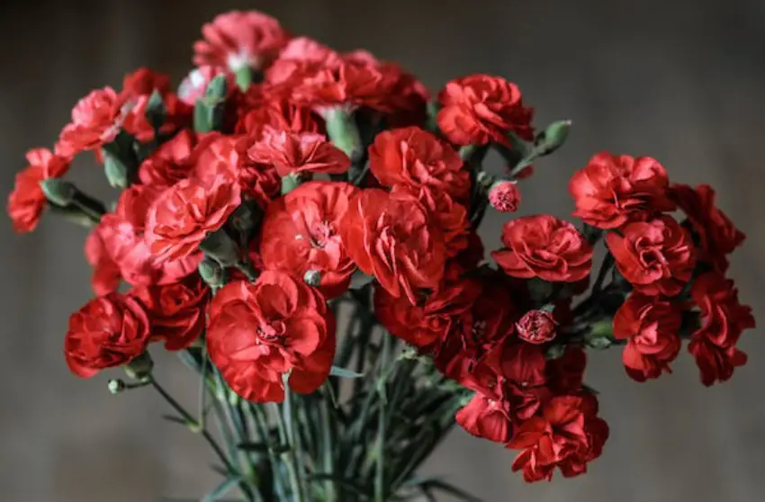 30 Carnation Trivia Quiz Questions & Answers