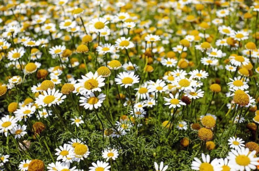 30 Chamomile Trivia Quiz Questions & Answers