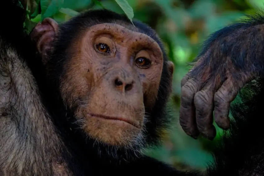 30 Chimpanzee Trivia Quiz Questions & Answers