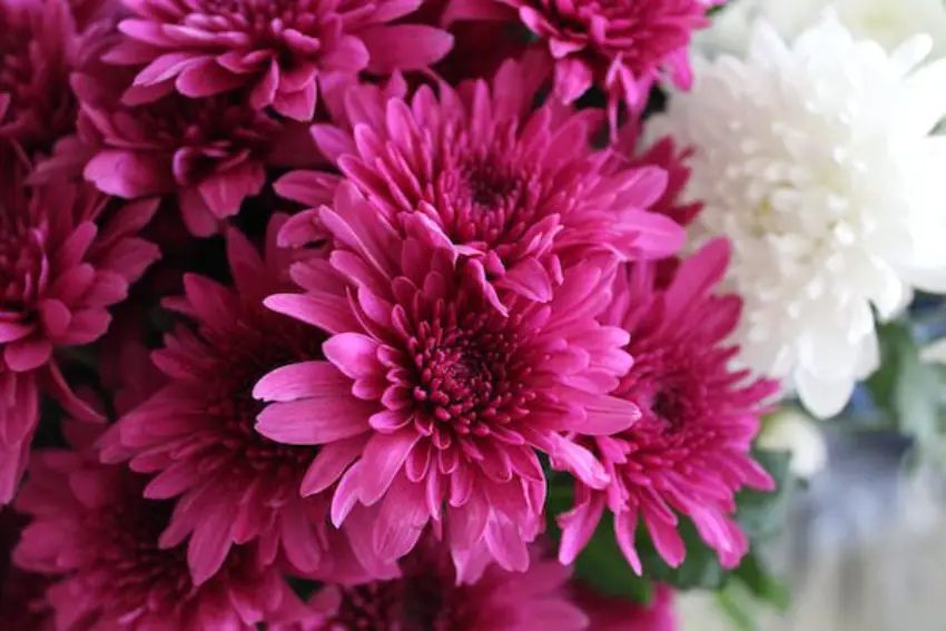 30 Chrysanthemum Trivia Quiz Questions & Answers