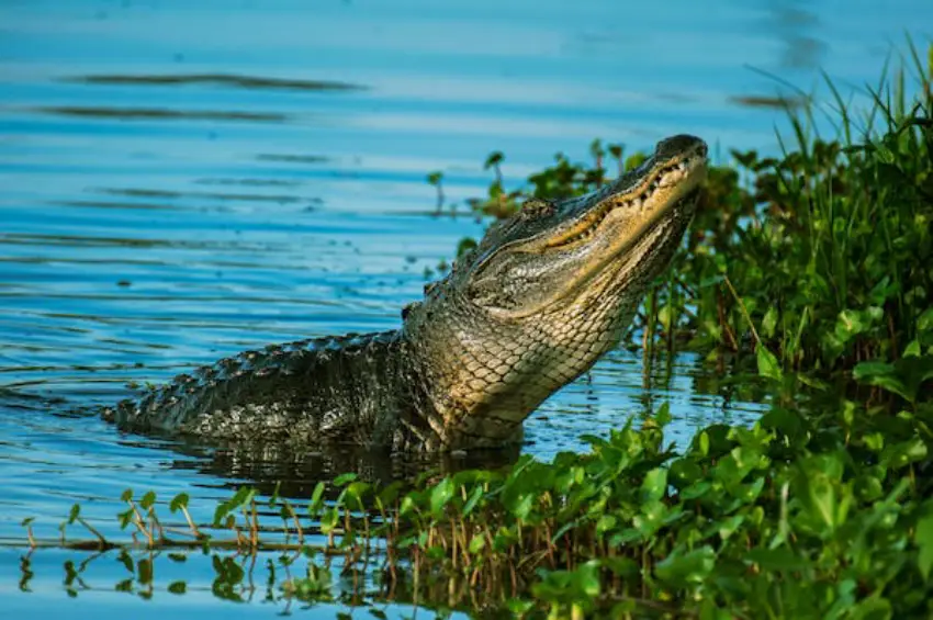 30 Crocodile Trivia Quiz Questions & Answers