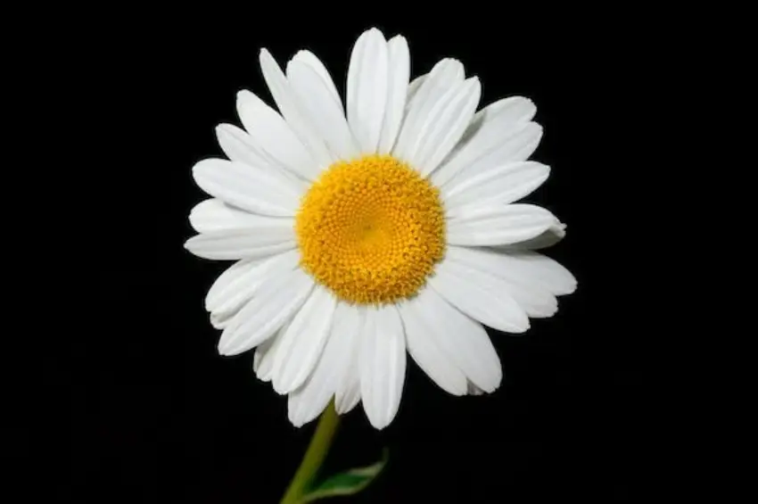 30 Daisy Trivia Quiz Questions & Answers