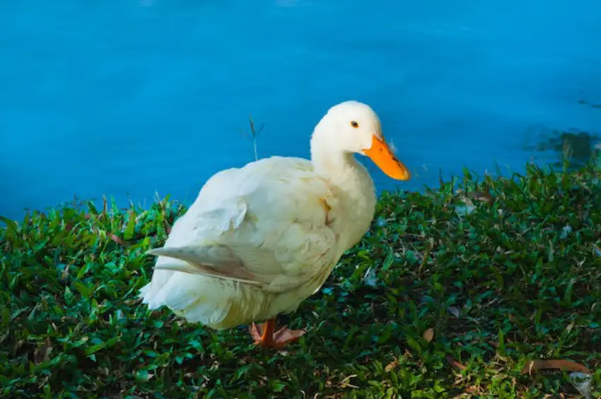 30 Duck Trivia Quiz Questions & Answers