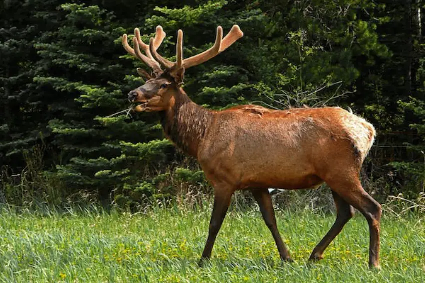 30 Elk Trivia Quiz Questions & Answers