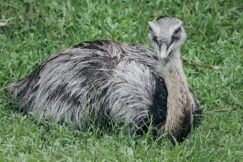 30 Emu Trivia Quiz Questions & Answers