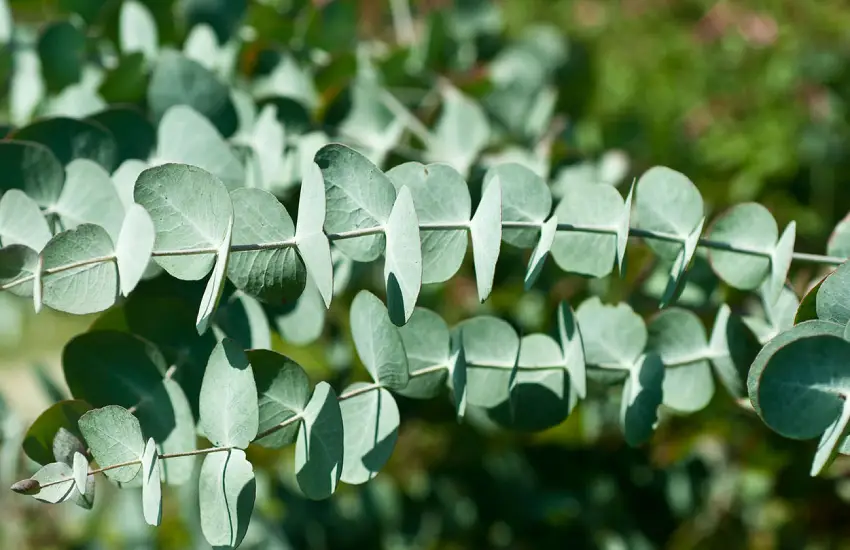 30 Eucalyptus Trivia Quiz Questions & Answers