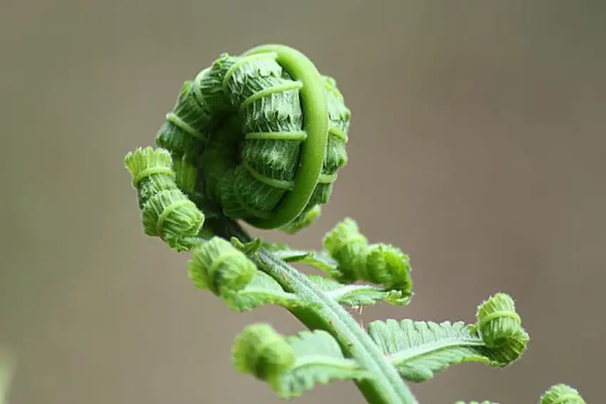 30 Fern Trivia Quiz Questions & Answers