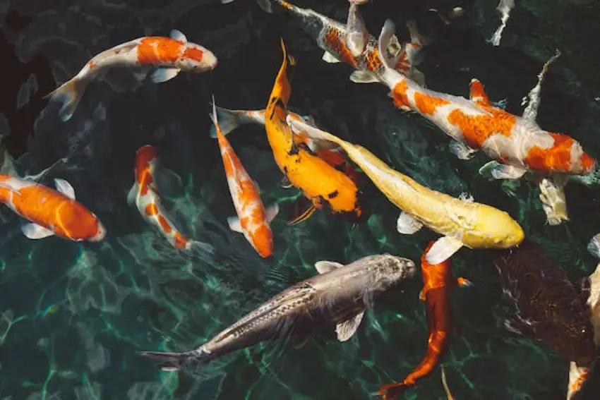 30 Fish Trivia Quiz Questions & Answers