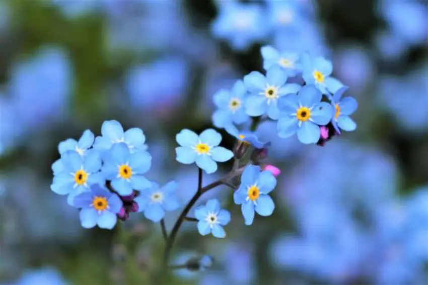 30 Forget Me Not Trivia Quiz Questions & Answers