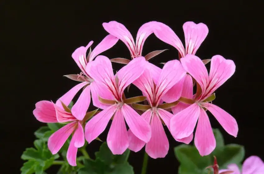 30 Geranium Trivia Quiz Questions & Answers